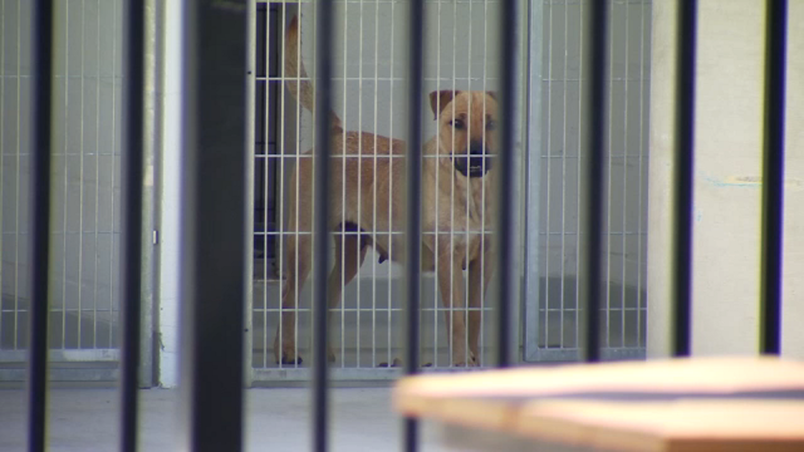 Bay Area veterinarians help address local shelter overcrowding