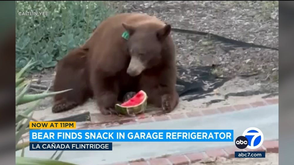 Bear raids watermelon from La Cañada Flintridge family's fridge