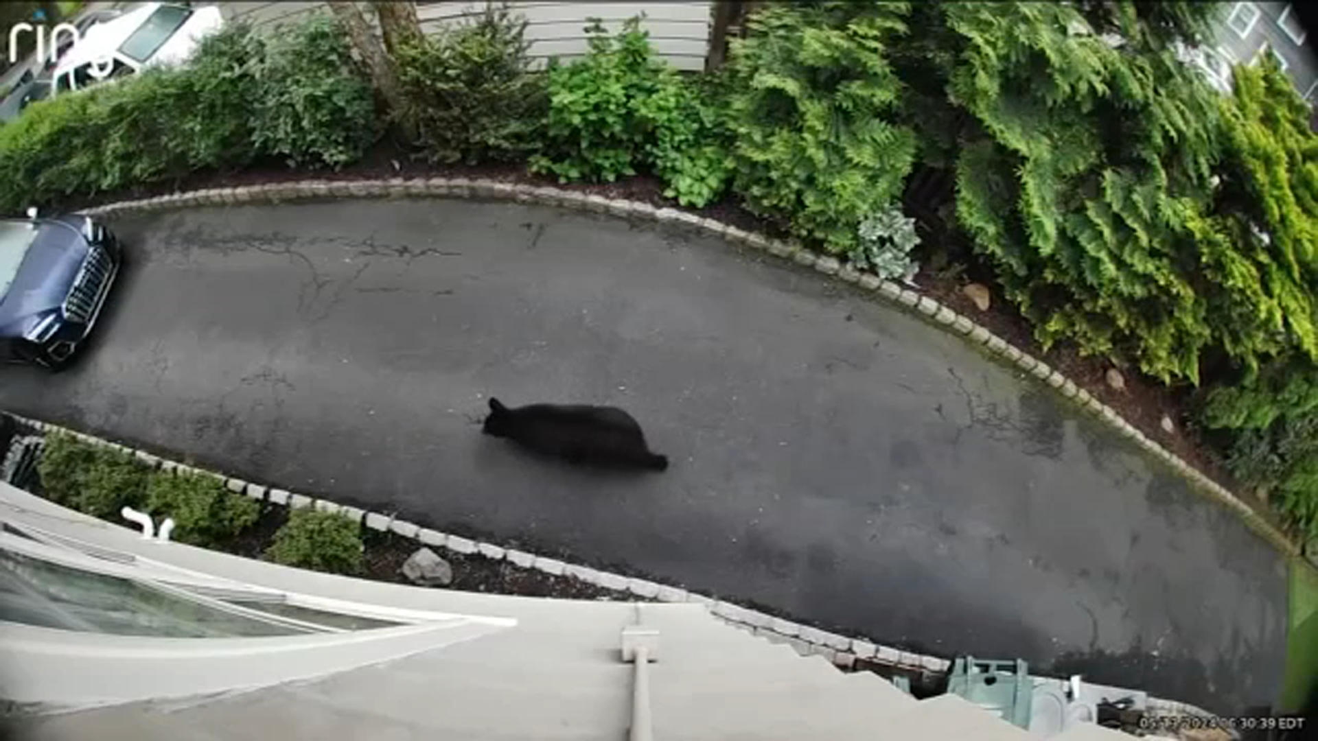 Wandering bear prompts NJ school district to cancel outdoor activities