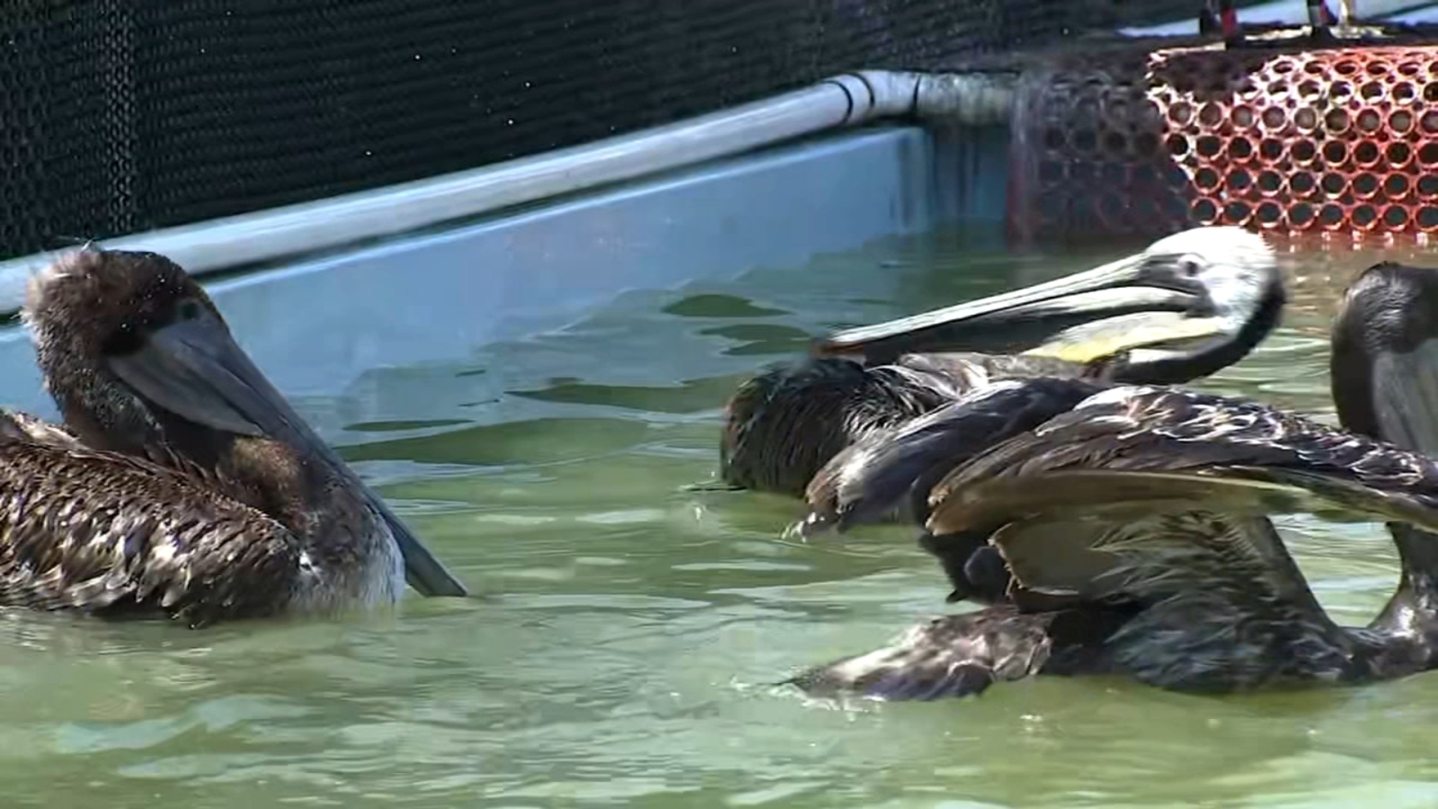 Surge in starving brown pelicans in Bay Area; animal groups stepping up