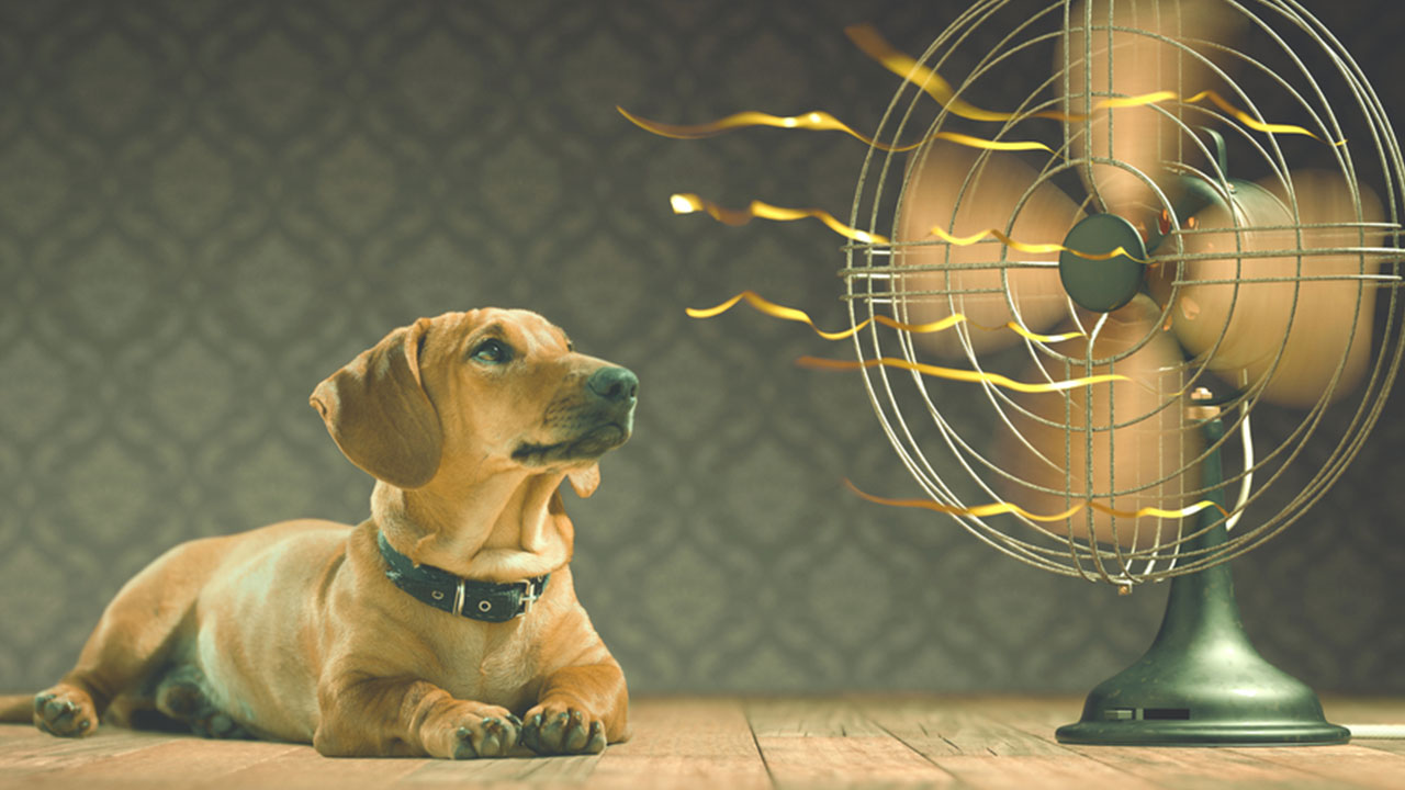 Fan favorite ways to stay cool throughout history 6abc Philadelphia