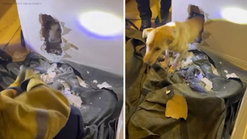 Puppy in Garden Grove rescued after being stuck in wall for hours