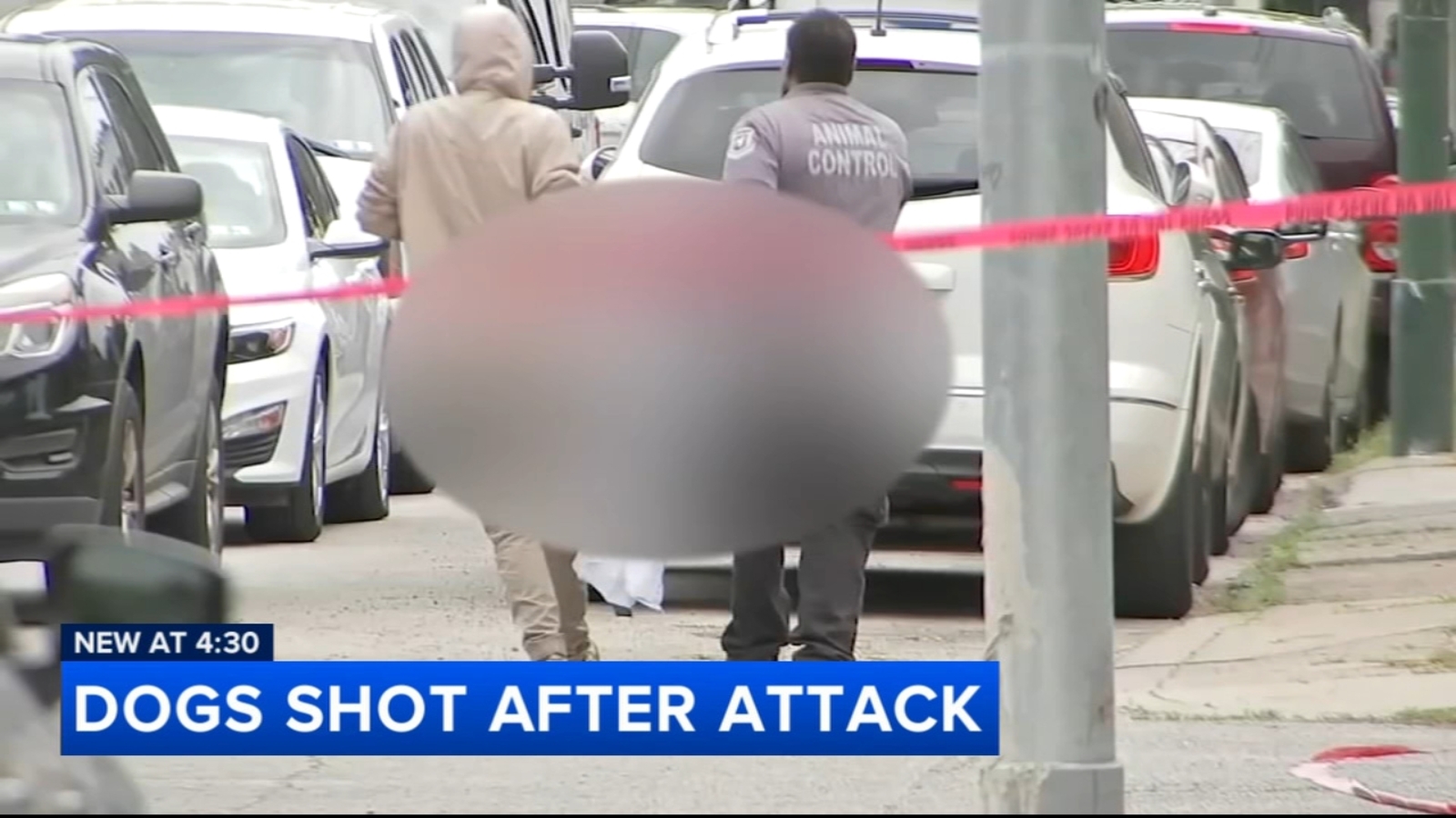 Off-duty police officer shoots at group of dogs during dog attack in ...