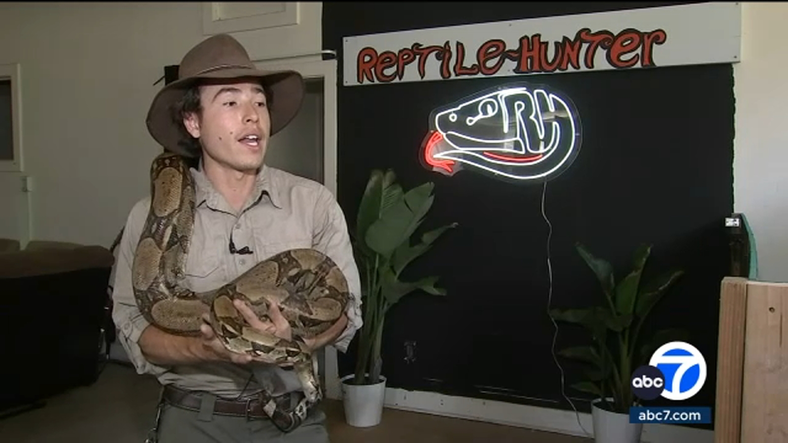 Volunteers with Reptile Hunters rescue, rehabilitate abandoned snakes