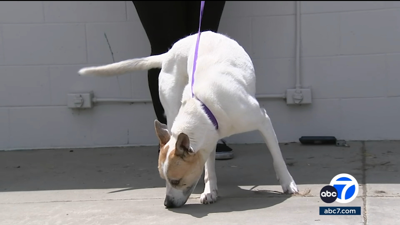 Number of animals at San Bernardino shelter could double