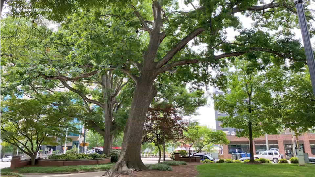 Nash Square tree removal causing road closure in downtown Raleigh - Vimarsana News