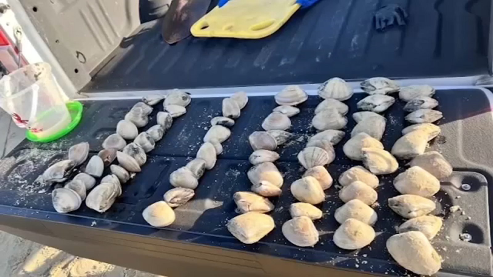 Fresno woman fined $88K after kids collect clams from Pismo Beach