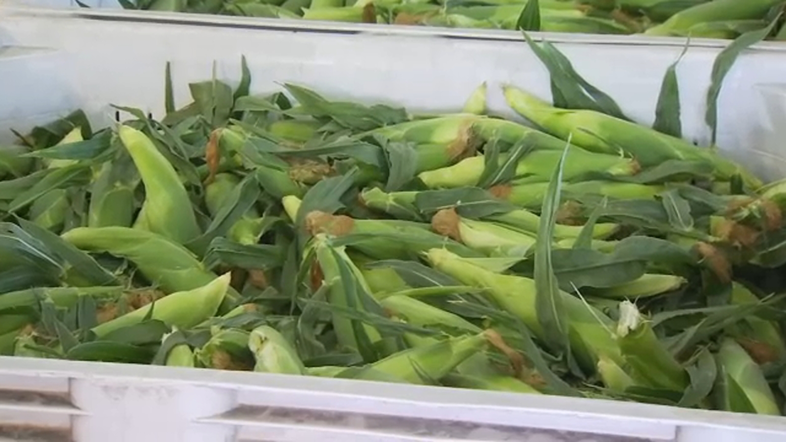 Fresno State sweet corn going on sale