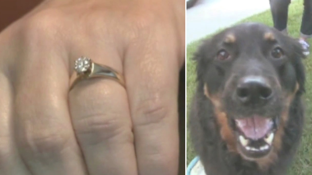 A Wisconsin woman found a special surprise in an unlikely place after her dog coughed up her wedding ring lost five years ago.