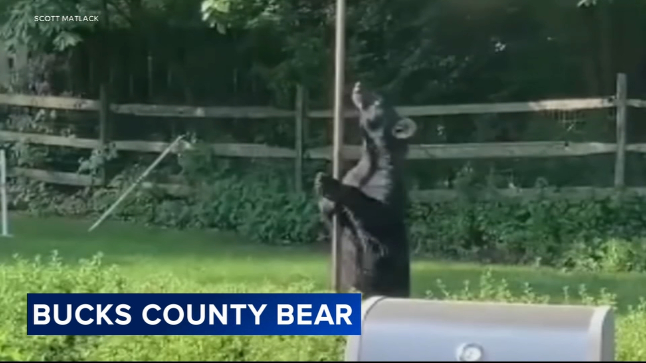 Black bear spotted in Doylestown, Pa. backyard | CAUGHT ON VIDEO