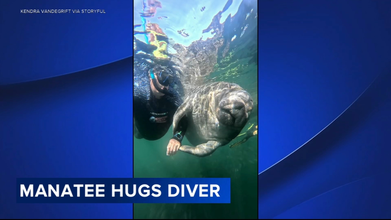 Manatee hugs diver's arm while simming in Florida: VIDEO
