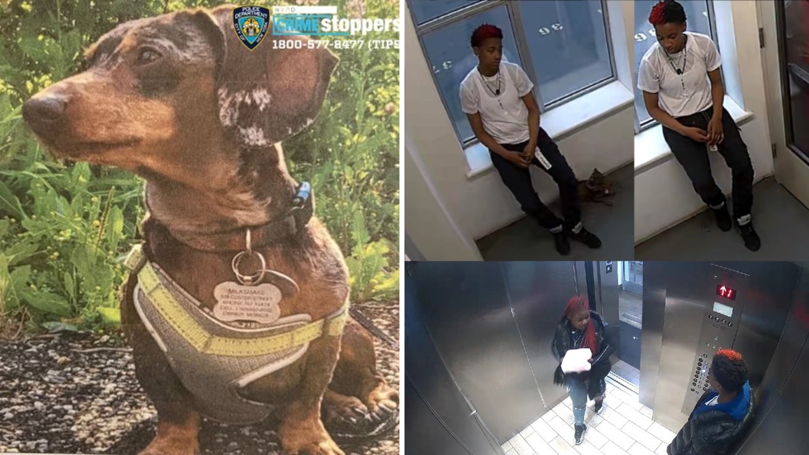 NYC police searching for 10yearold dog stolen from Longwood, Bronx