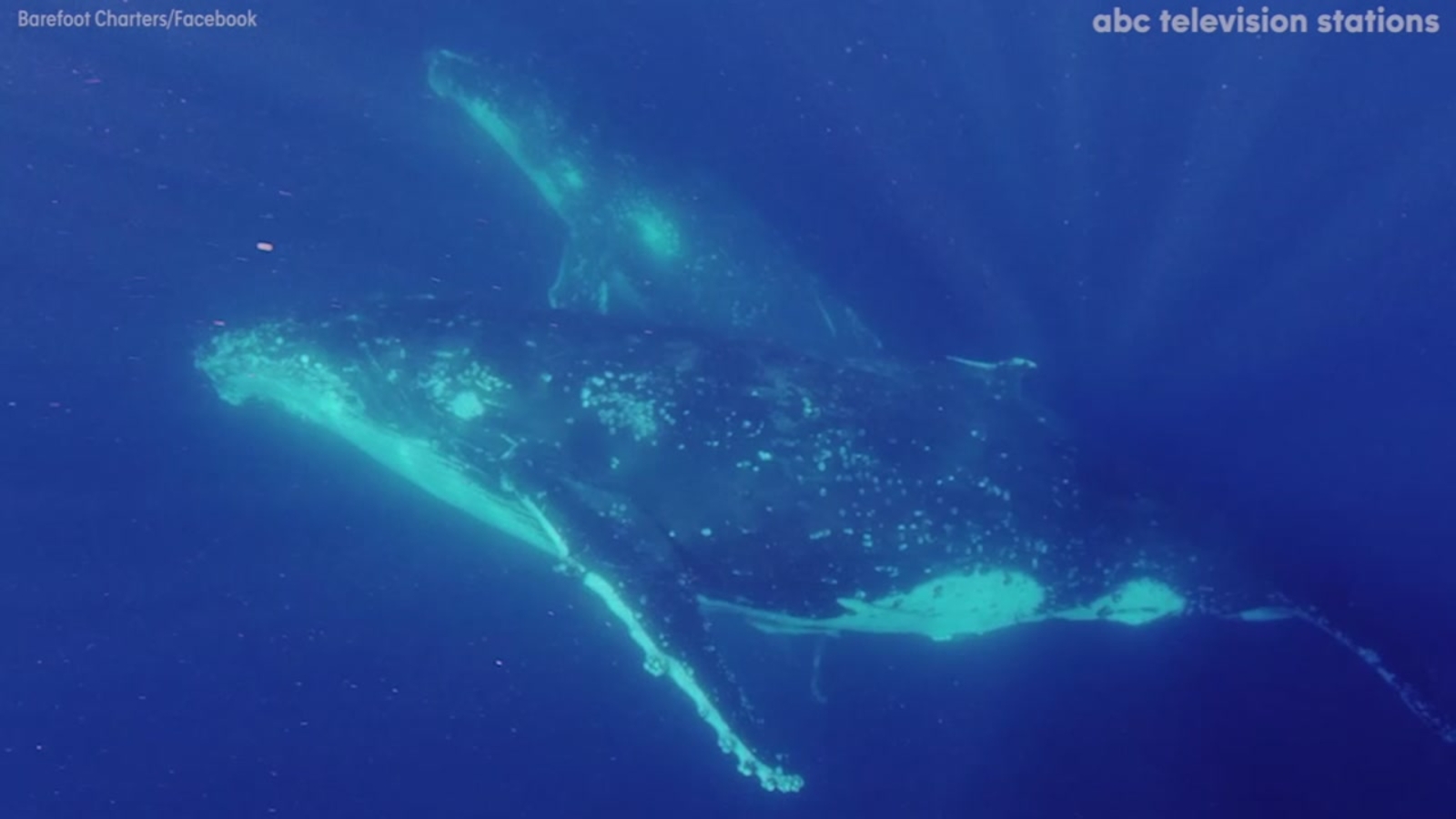 Passengers and crew get up close with stunning humpback whales in