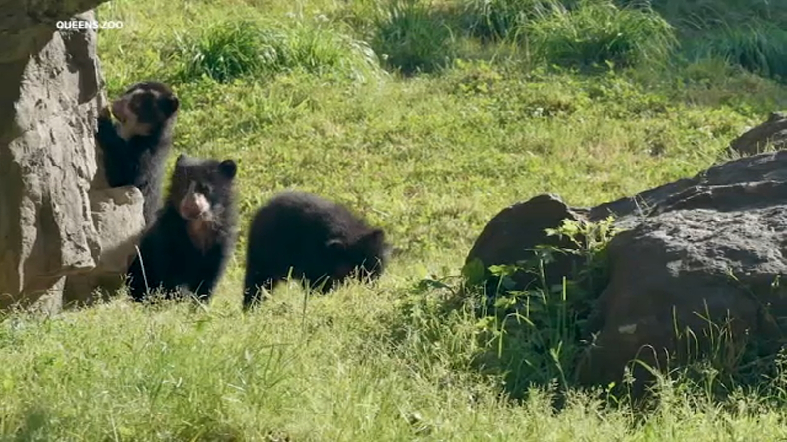 Beary cute debut 3 Andean bear cubs on view for visitors at Queens Zoo