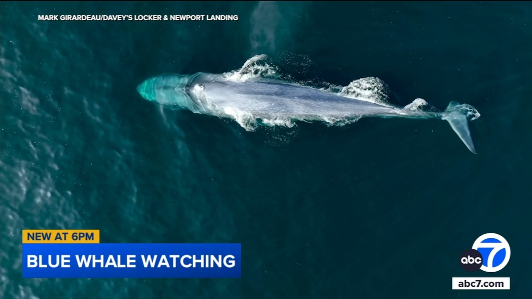 The Blue Whale On How Sri Lanka's Blue Whales Spurred A New Marine