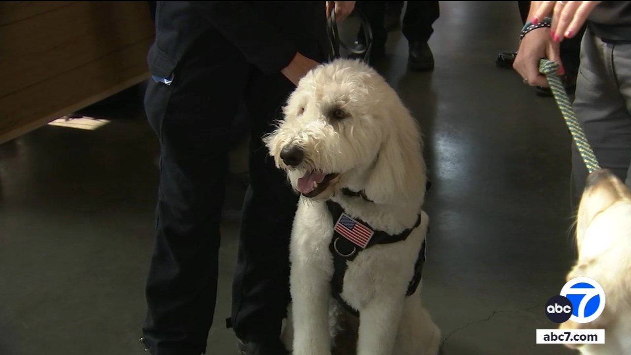 Glendale firefighters honor Cooper, their wellness goldendoodle