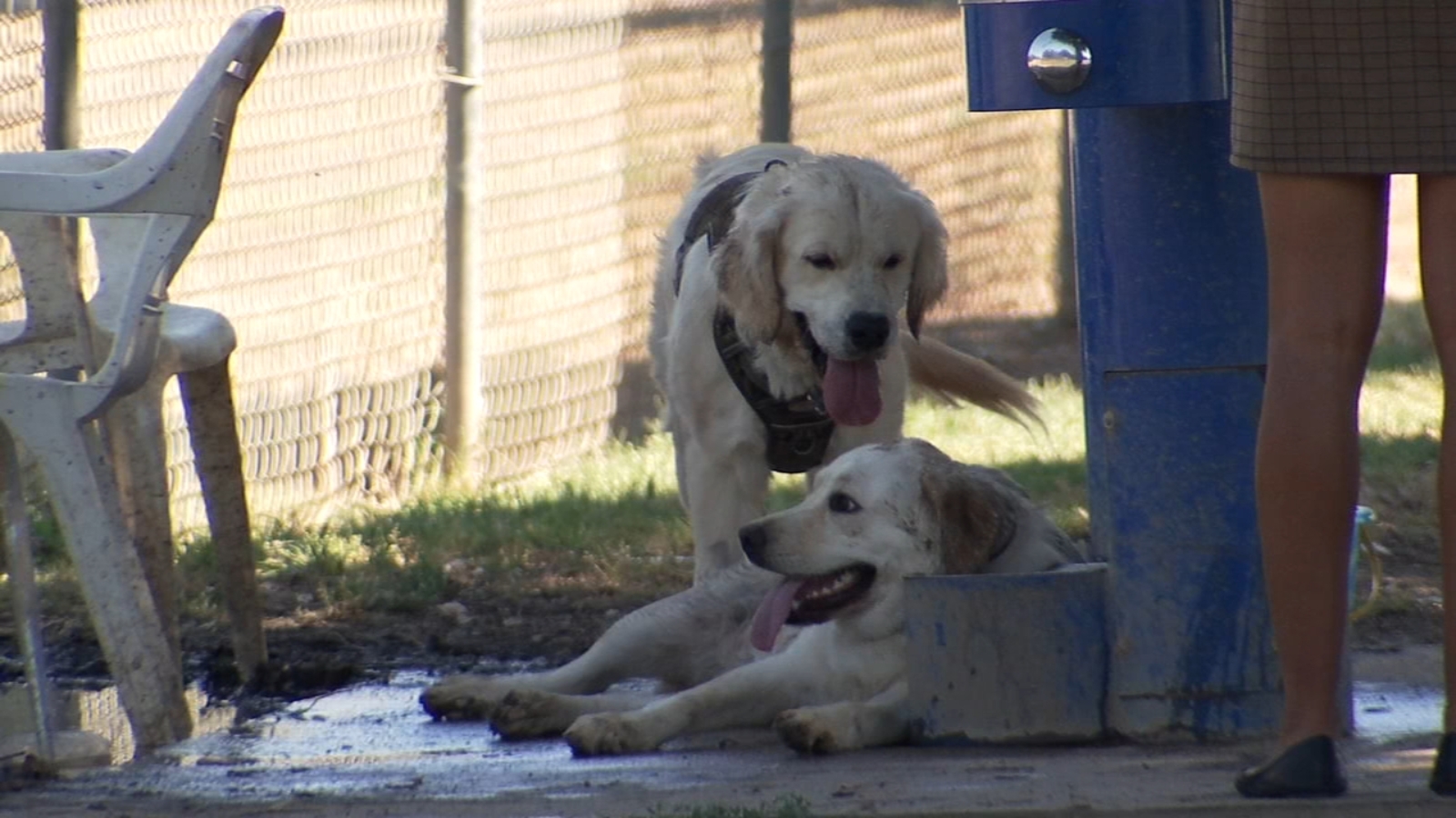 What pet owners say they do to protect their animals during extreme heat
