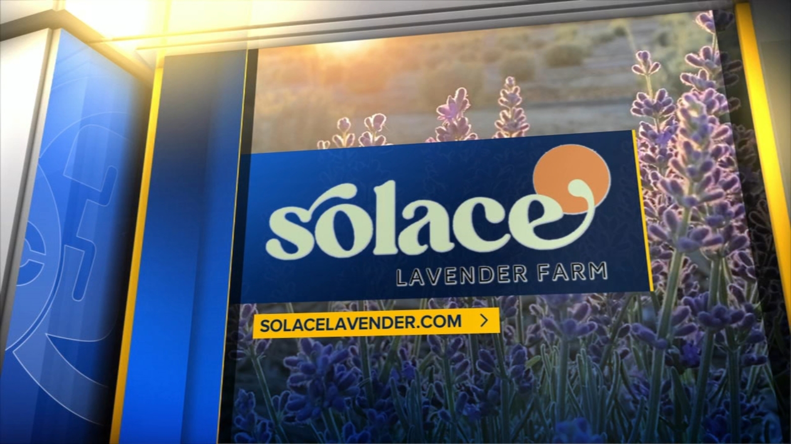Pick your own flowers at Solace Lavender Farm in Kerman ABC30 Fresno