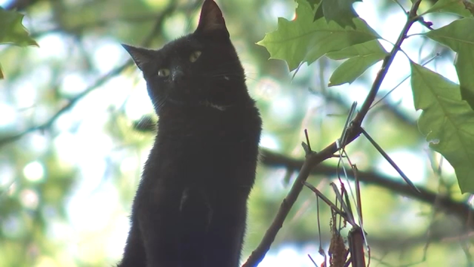 Harlem community working together to help save cat stuck in tree for days at Dunbar Apartments