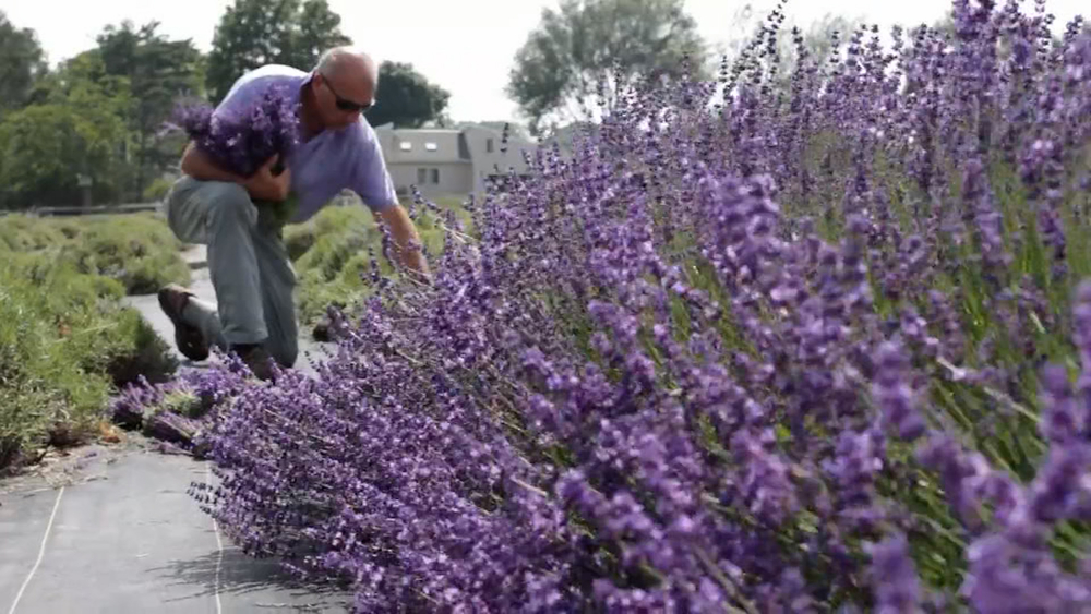 Roots run deep at Lavender by the Bay