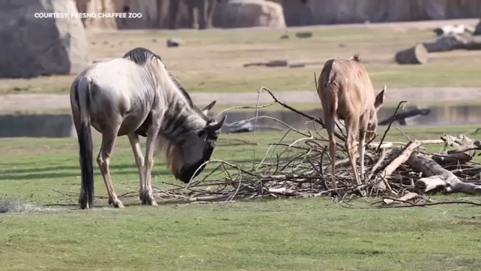 Clean up your yard and help feed animals at Fresno Chaffee Zoo