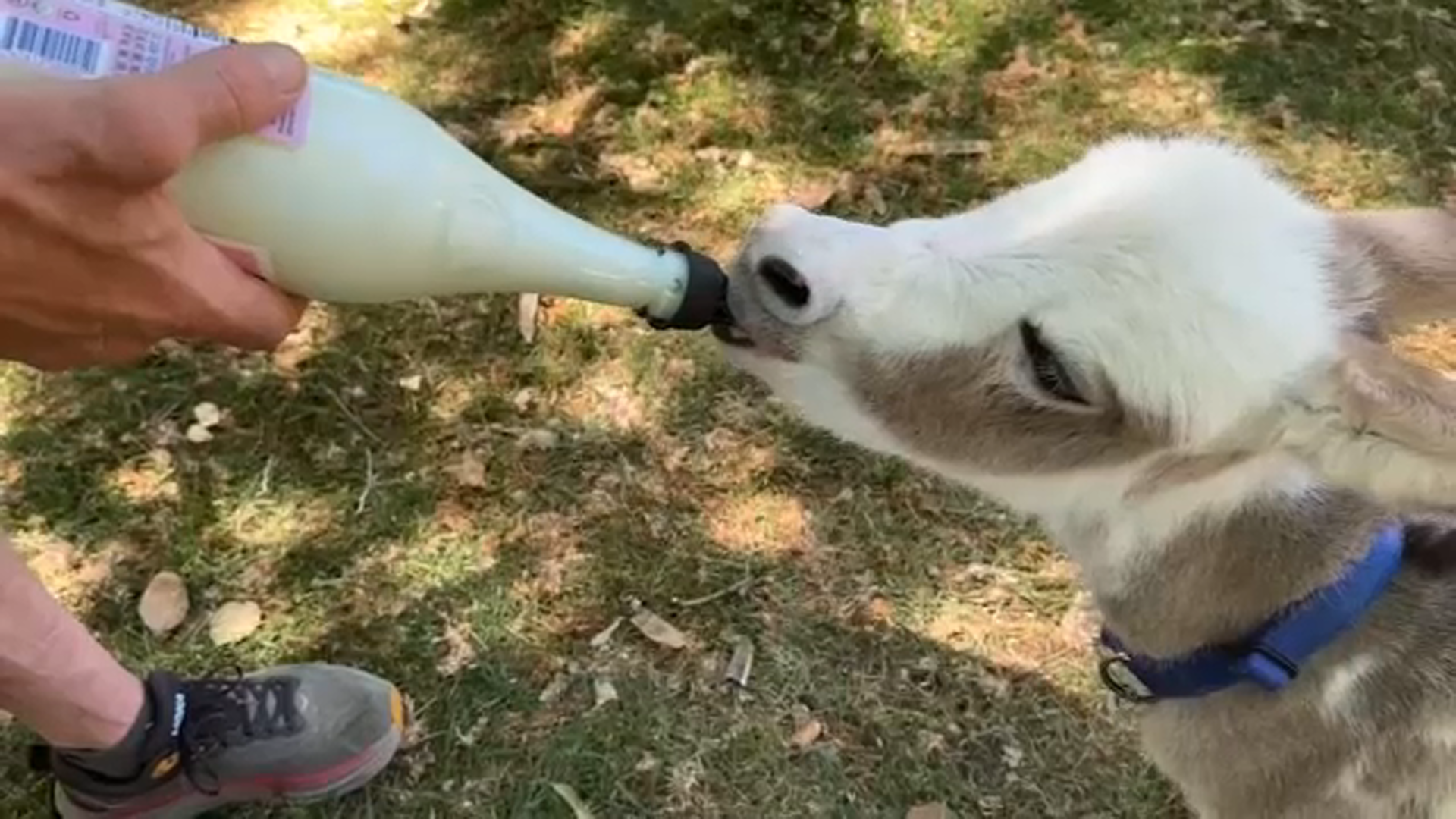 Animals forced to evacuate from Fresno June Lightning Complex Fire