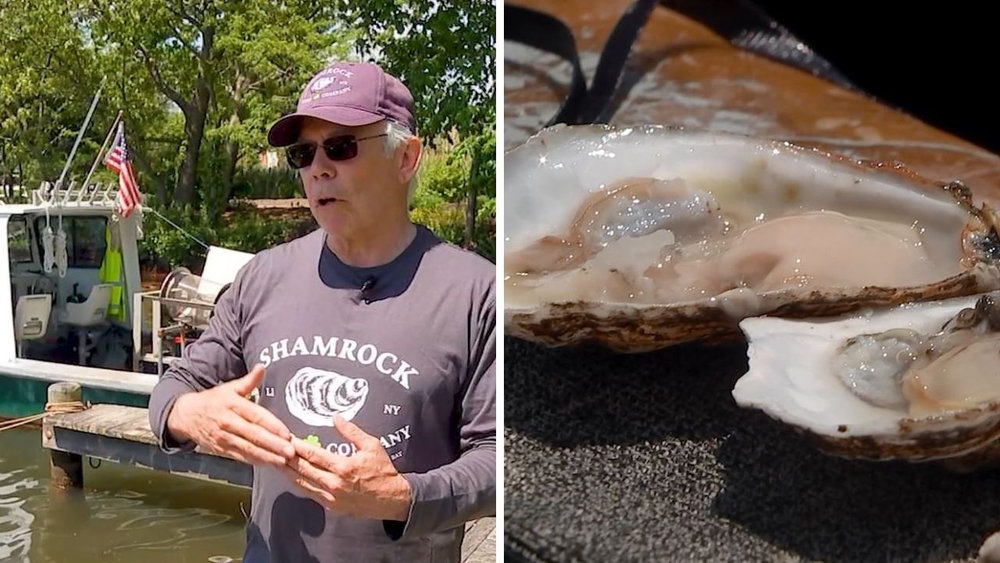 Bonds to Brine: Banker reinvents himself as oyster farmer