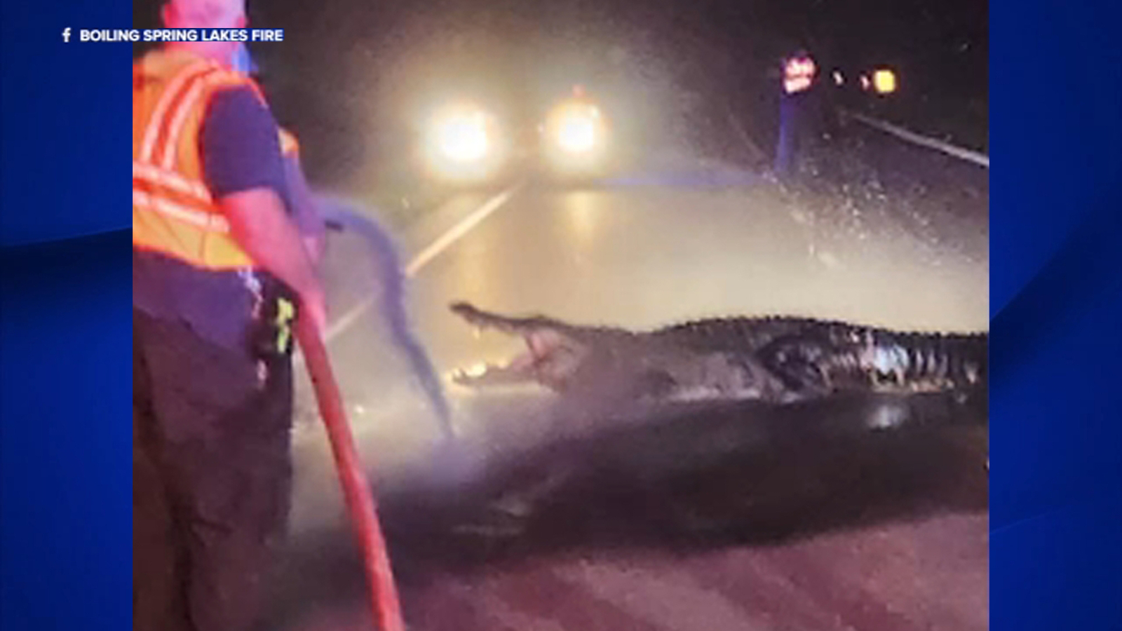Large alligator blocks road in southeastern North Carolina - ABC11 ...