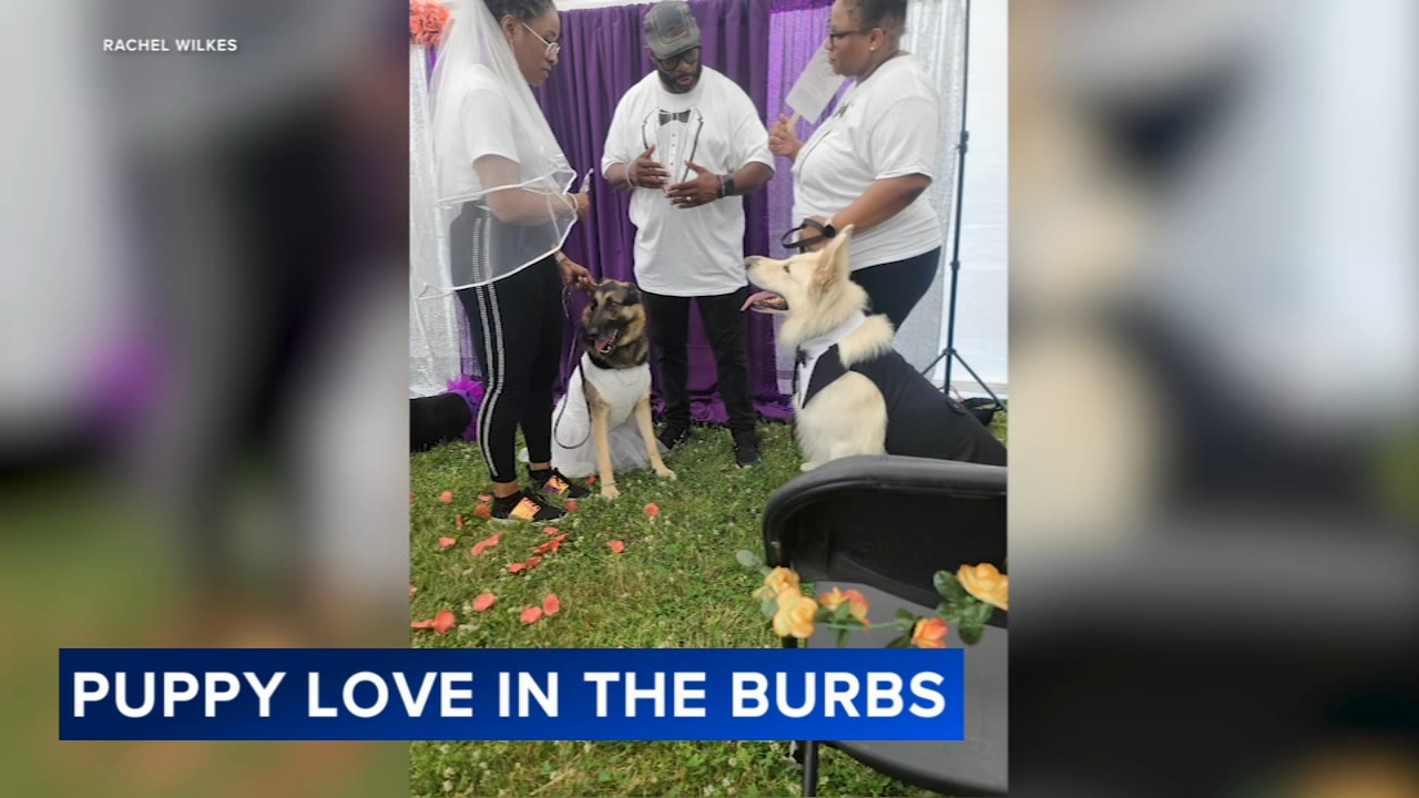 Dogs get married with wedding ceremony in south suburbs