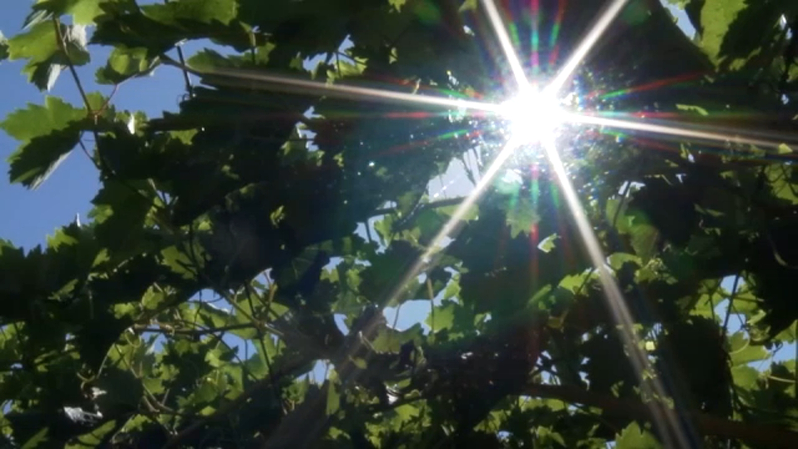 Excessive heat in Valley could impact sweetening process for fruit