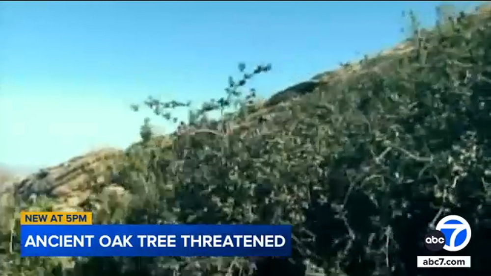 Ancient oak tree in IE possibly threatened by proposed development