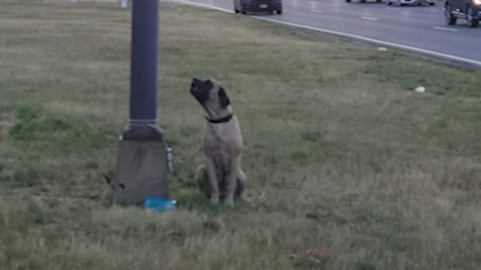 Dog abandoned: Mastiff found tied to pole with note off Southern State  Parkway - ABC7 New York