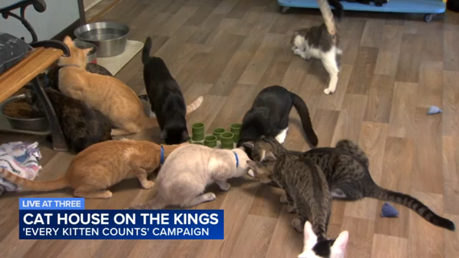 Campaign to help Cat House on the Kings in Parlier