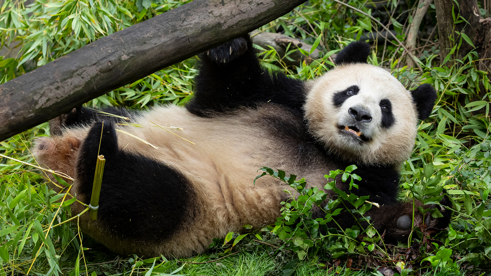See 1st photos of new pandas at San Diego Zoo