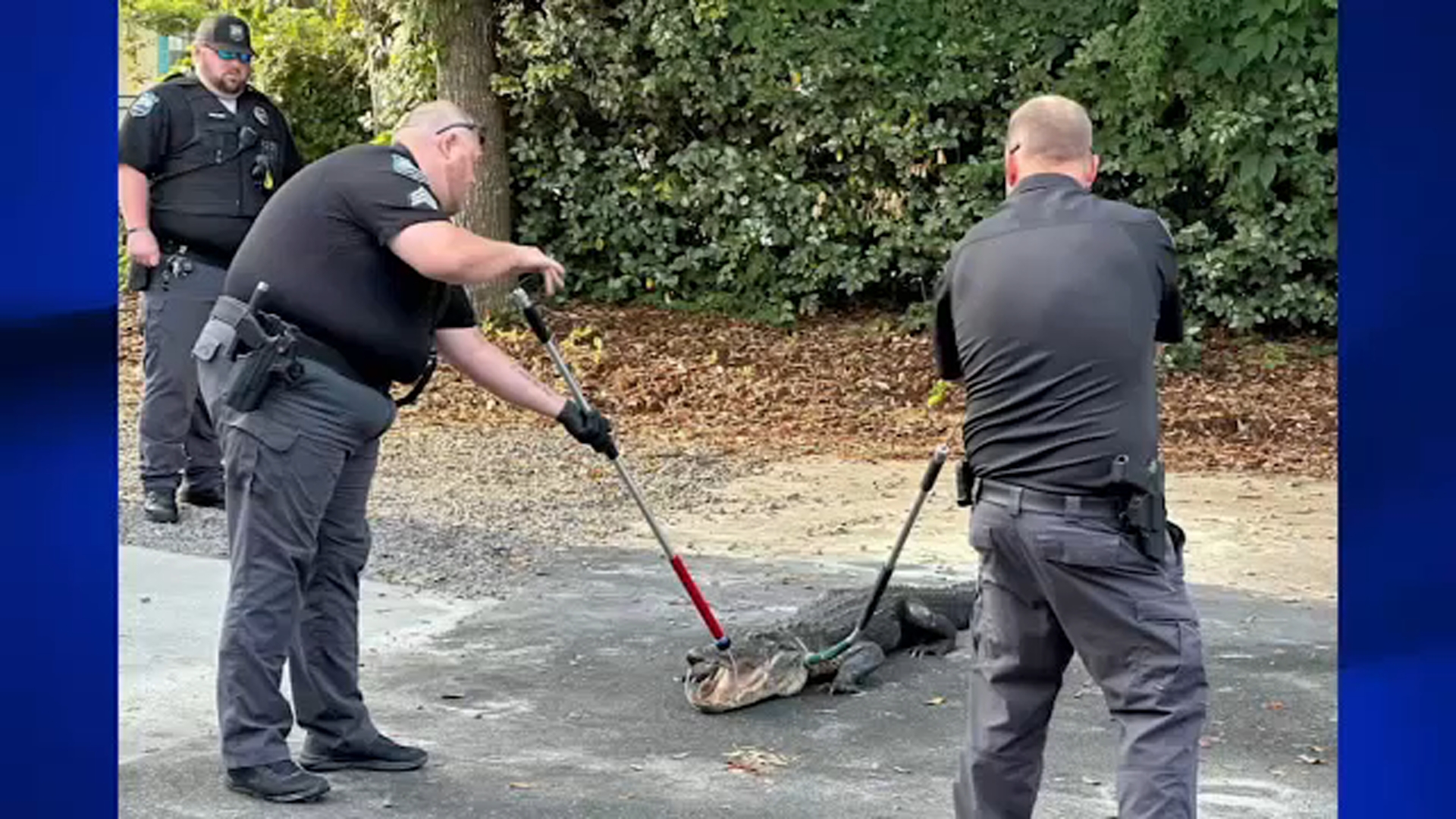 Alligator finds a spot at Sunset Beach police station
