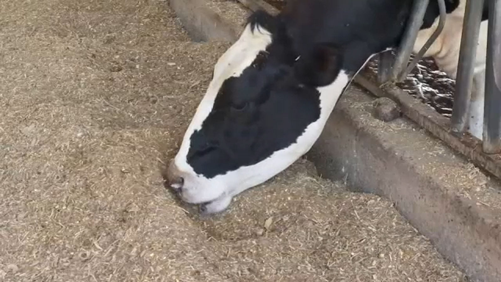 Ag industry adjusting through heat wave troubles