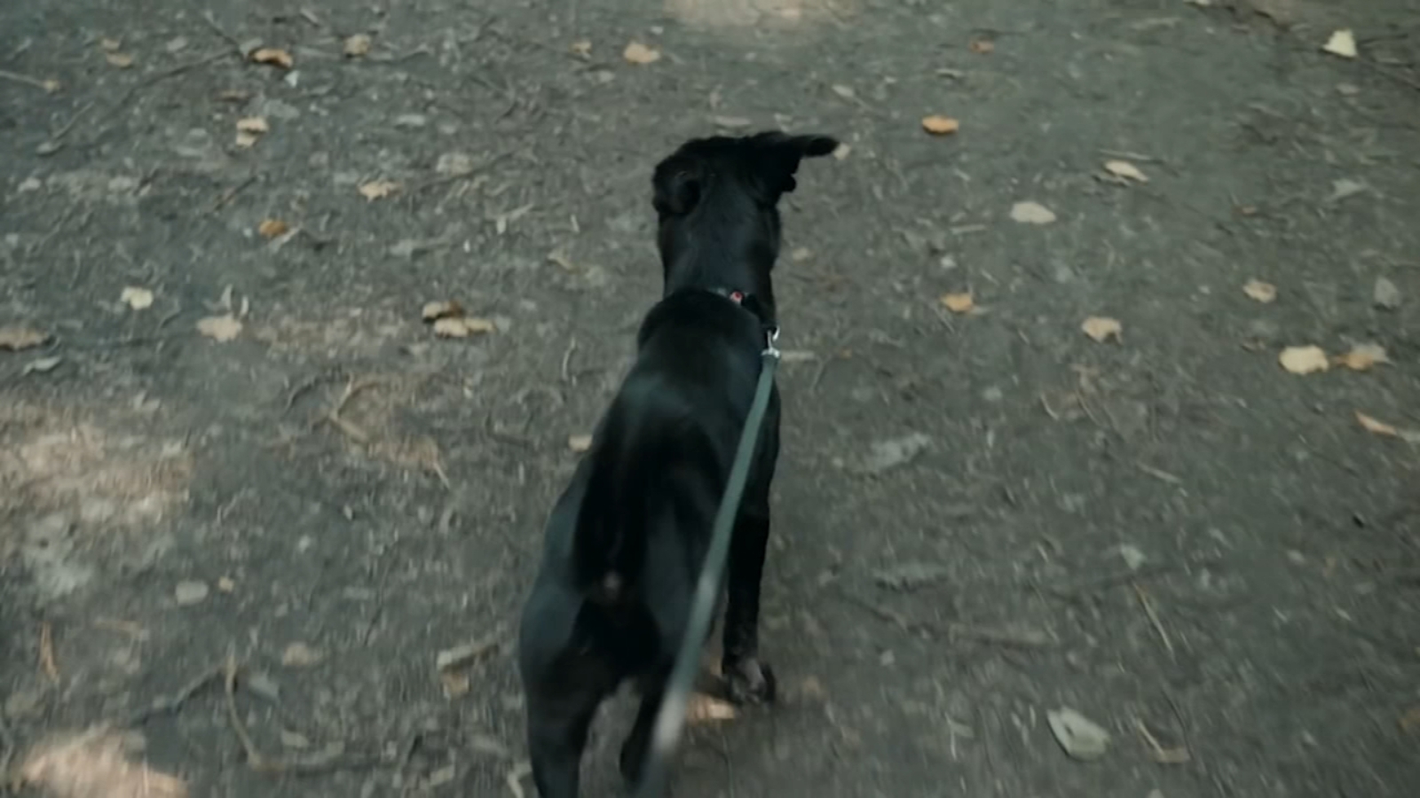 Protecting your pet in the heat