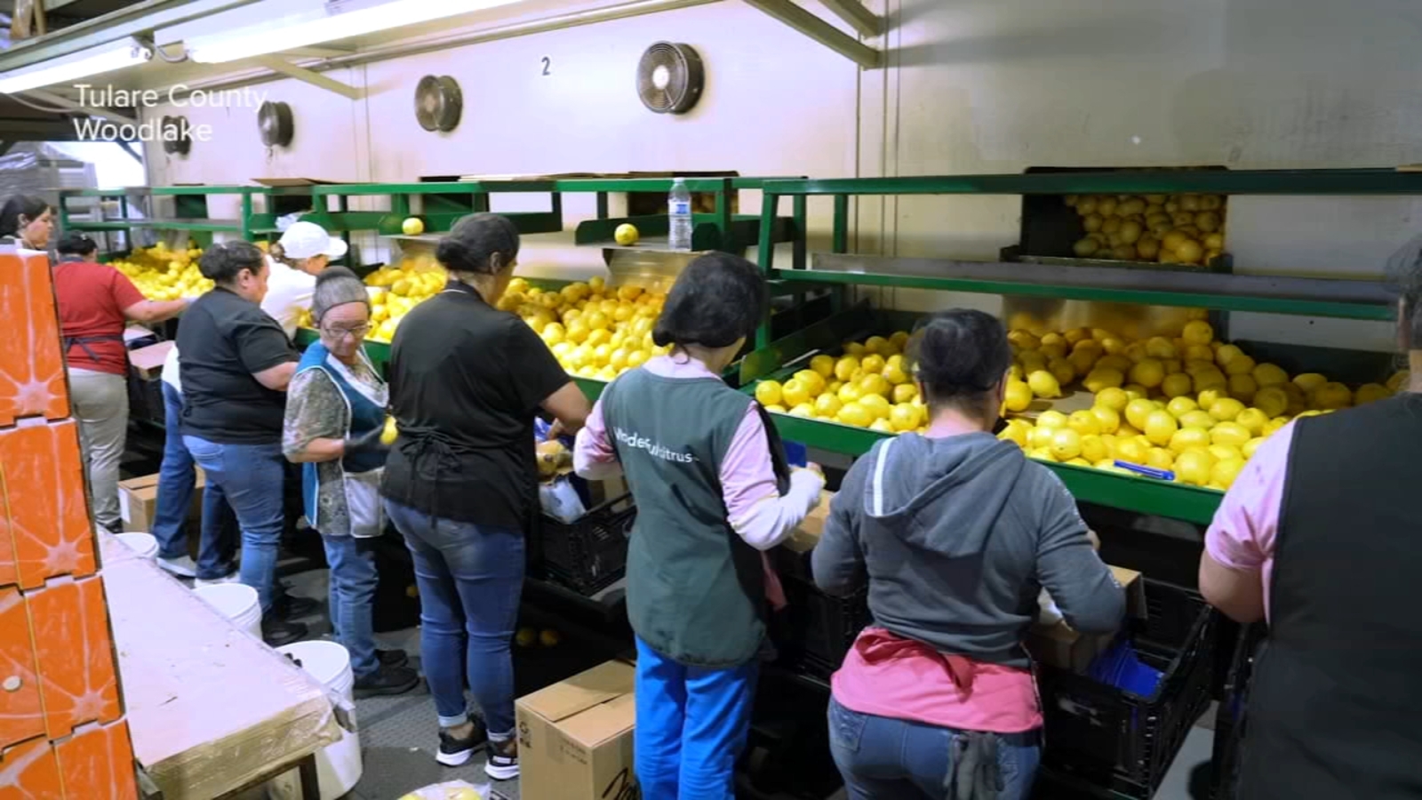 Children First: Tulare County students get hands-on experience in packing house