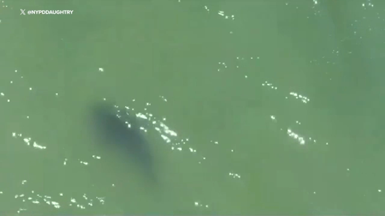 Rockaway Beach shark sighting: NYPD drone spots shark near 127th Street