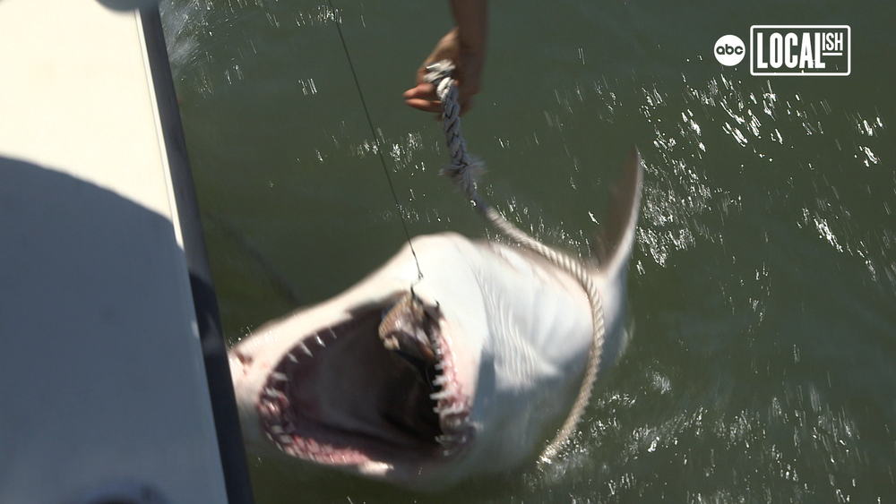 There's a baby white shark nursery just off the coast of New York