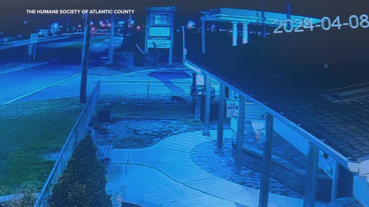 Video shows dog being tossed over fence at Humane Society of