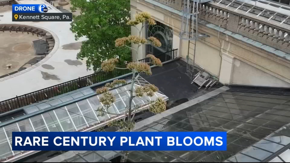 Century plant blooms at Longwood Gardens in Kennett Square, Pa. 