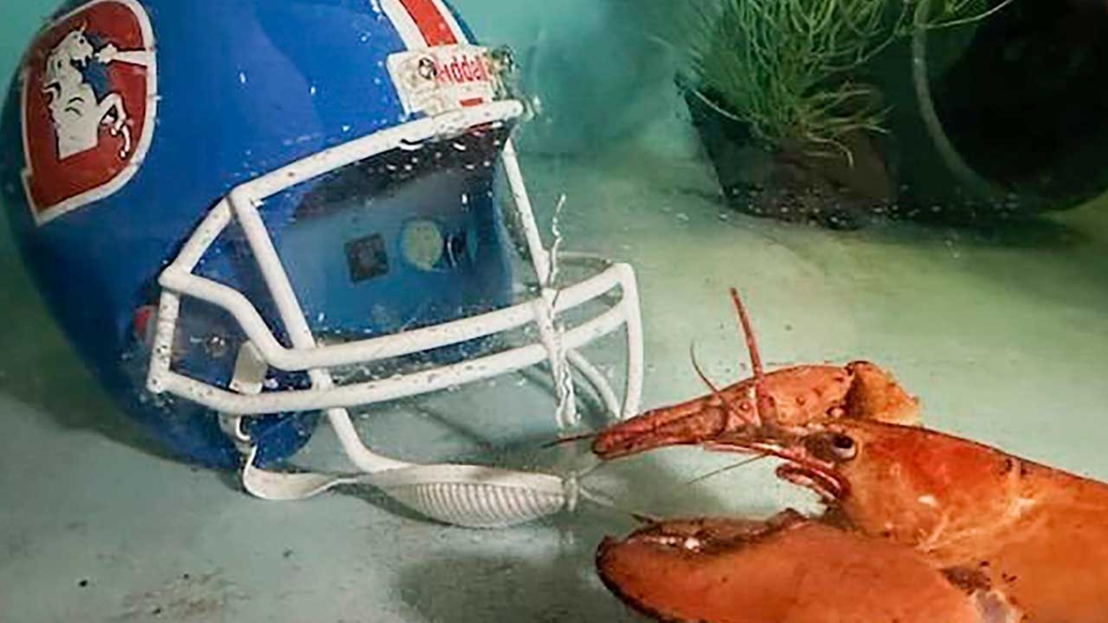 Rare orange lobster diverted from dinner plate to aquarium by Denver