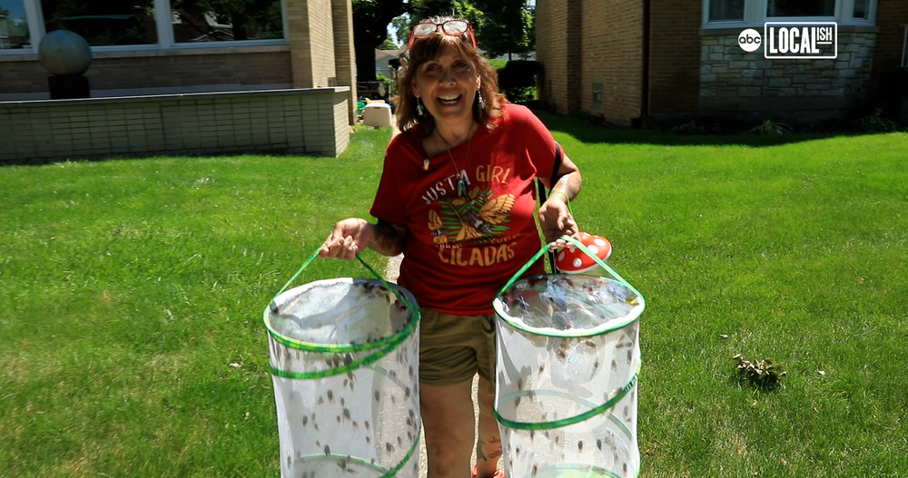 Chicago-area woman transfers thousands of cicadas to her suburban home
