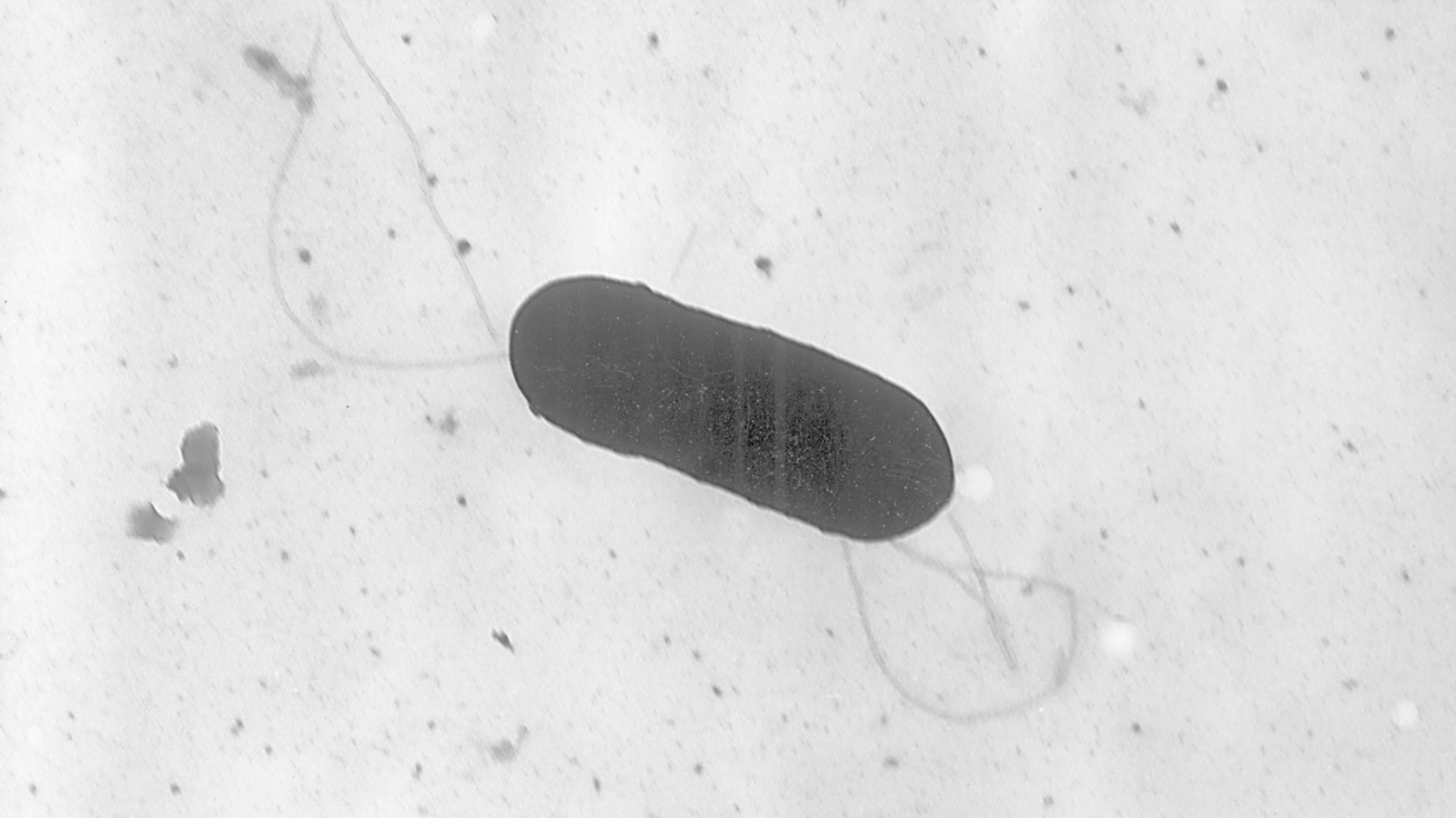 Deli meatlinked listeria outbreak kills New Jersey resident; 28 others