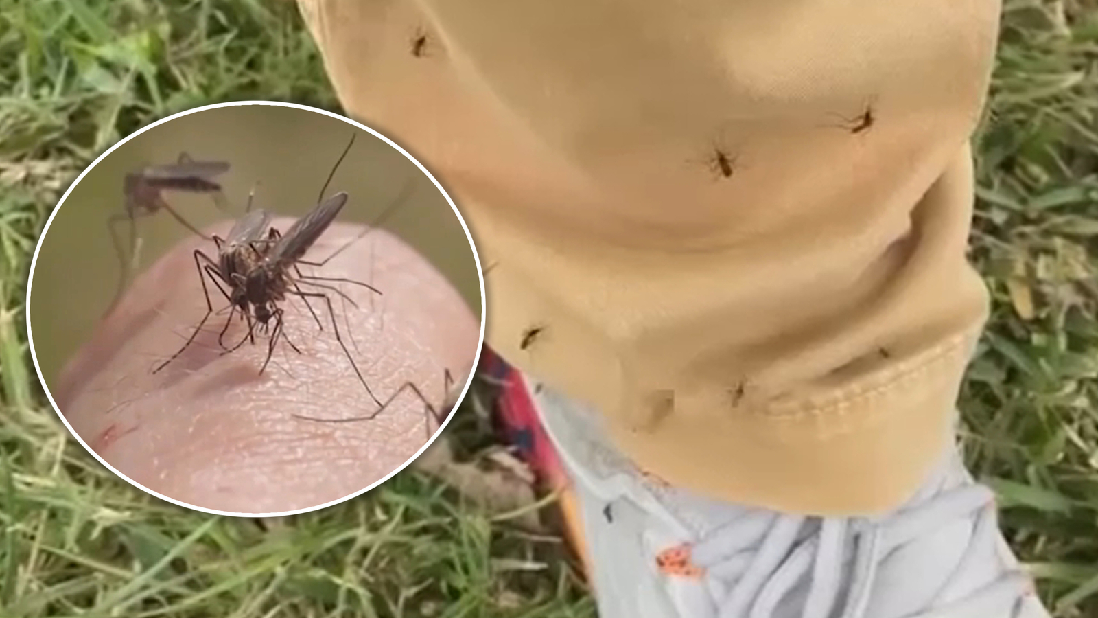 1st West Nile virus human case of 2025 reported in Harris County, health officials say