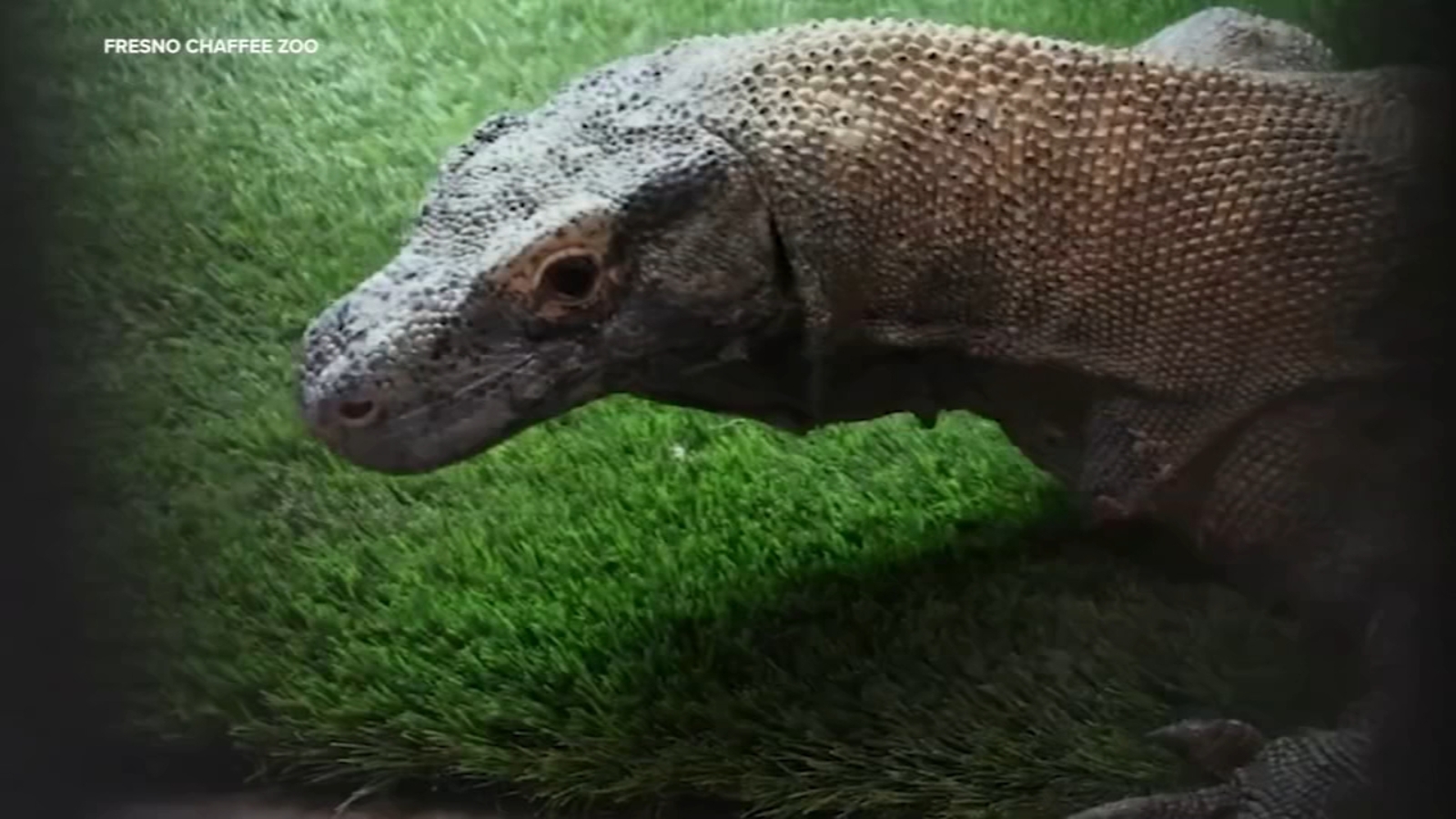 New experience with Komodo Dragons at Fresno Chaffee Zoo