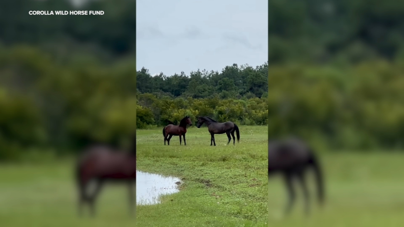Bullwinkle | Wild horse euthanized after getting hit by vehicle in ...