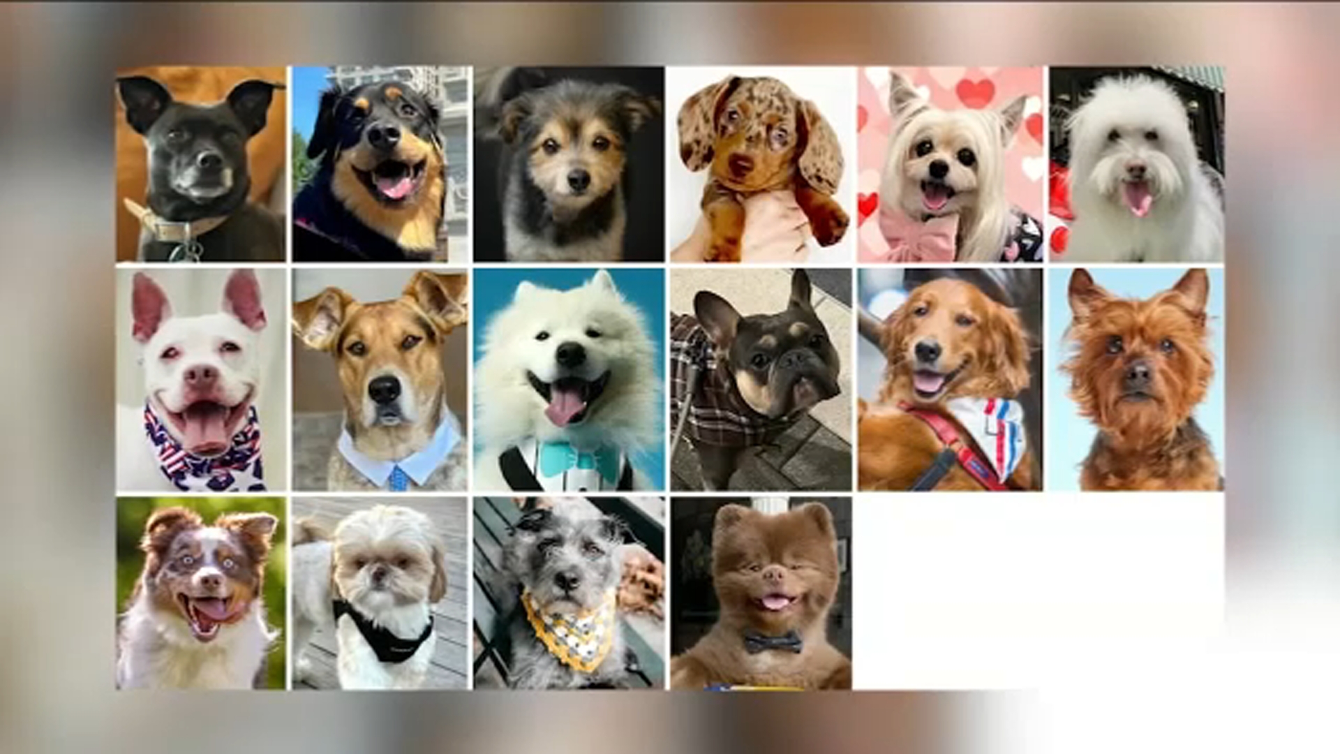 Meet the 'canine-didates' for NYC Dog Mayor