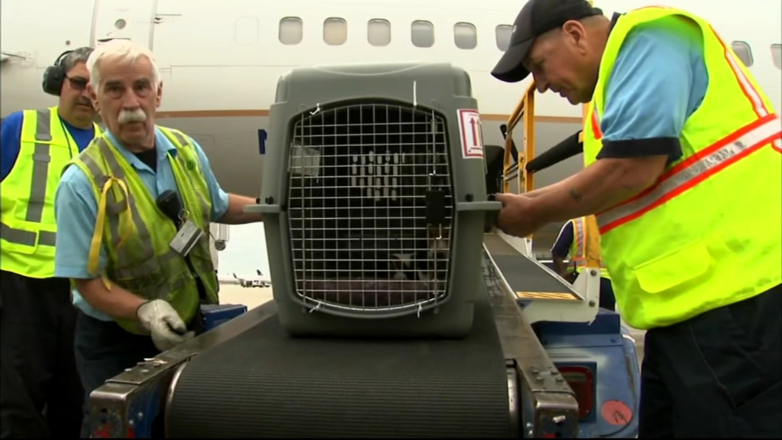New CDC rules for flying with dogs go into effect